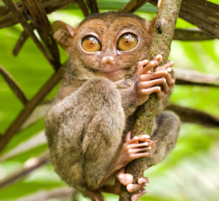 Tarsier
