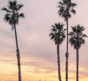Venice Beach 3