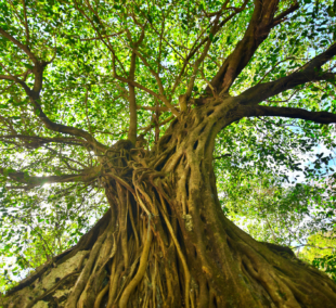 Balete Tree