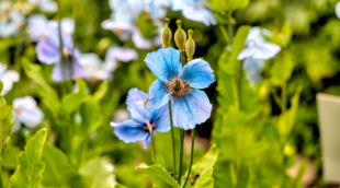 Akureyri bonatikos sodas