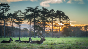 Phoenix park