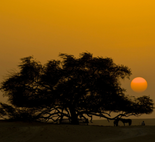 Bahrain Tree Of Life