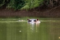 hipopotamai gambija upe