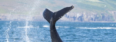 banginių stebėjimas