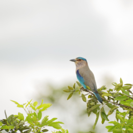 minneriya national park bird