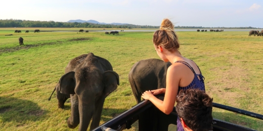 safari at minneriya national park