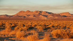 Mojave Desert 1