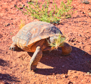 Mojave Desert 2