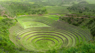 moray