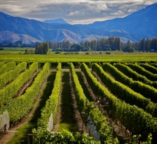 marlborough vynuogynas 10828
