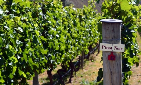 pinot noir naujoji zelandija 10829