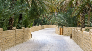 Al Ain oasis
