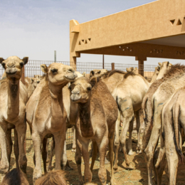 al ainas kuranugariai