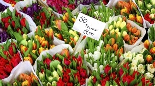 amsterdamas geles 9515