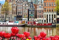 amsterdamas tulpes namai 14644