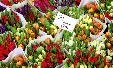 amsterdamas geles 4996