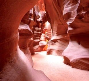 antelope