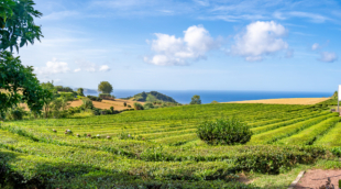 Gorreana arbatu laukai