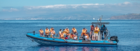 banginiu delfinu stebejimas