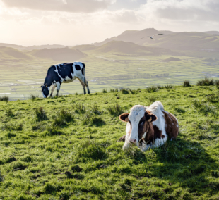 azoru salos terceira