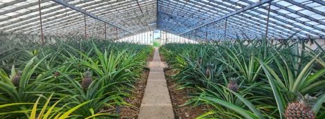 ananasų plantacija