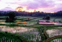 bali2