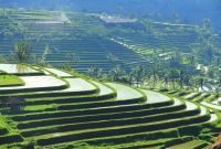 bali2