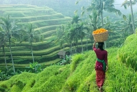 bali3