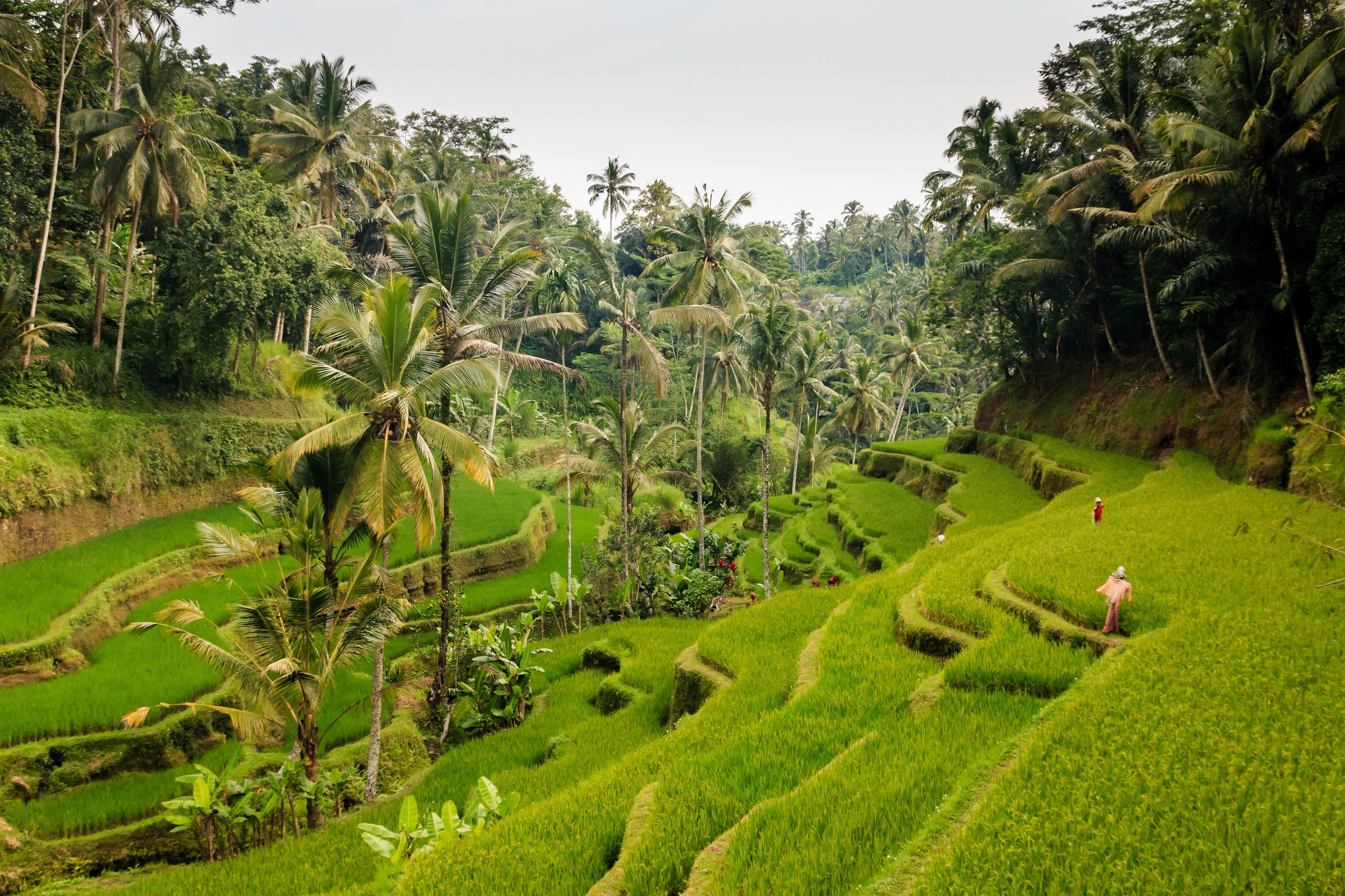 Terraced Rice Paddies, Ubud Area, Bali, Indonesia бесплатно