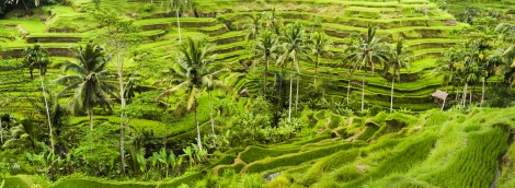 bali ubud 7543