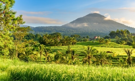 Jatiluwih