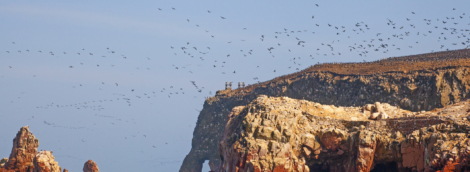 baljestos salos peru