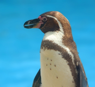 Humboldt penguin