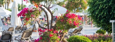 Bellis Deluxe Resort geles