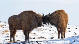 belovezo giria bizonai ziema 15624