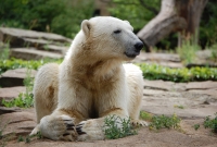 Berlyno Zoo meska 1506