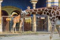 Berlyno Zoo zirafos 1504