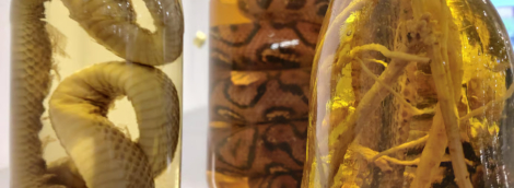bjauraus maisto muziejus1