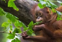 sepilok orangutangas