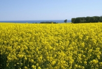 bornholm6