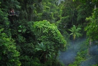 daintree3