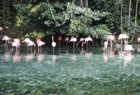 dominikos respublika flamingai 4520