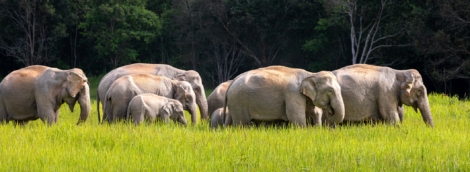 Wild elephant family