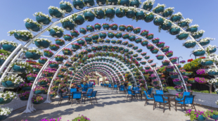 Miracle Garden in Dubai