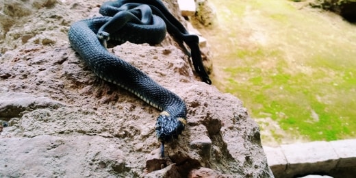 poilsis moletuose dubingiu piliaviete zalciai 9173