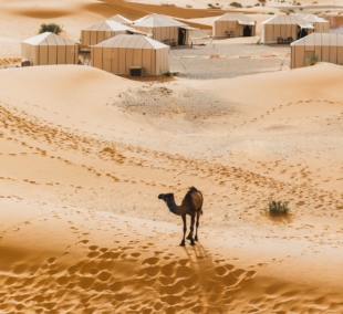 dykuma kupranugariai