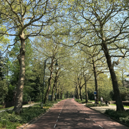 Eindhovenenas parkas