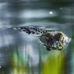 aligator