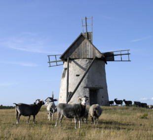 Fårö island, malūnas