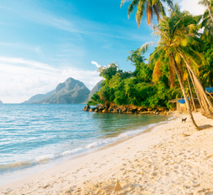 filipinai palawan papludimys